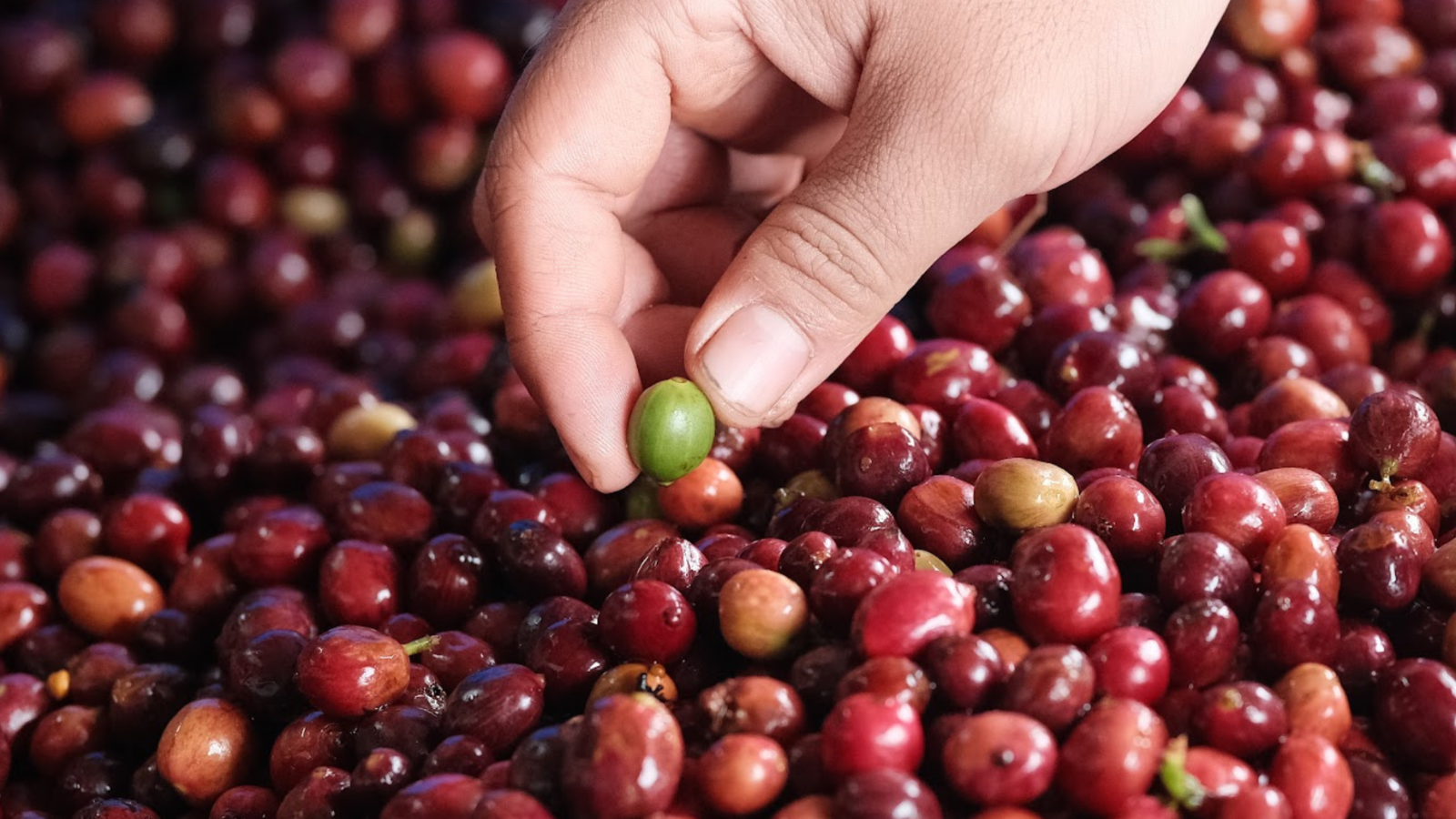 Fine Robusta vs Arabica: A Technical Comparison