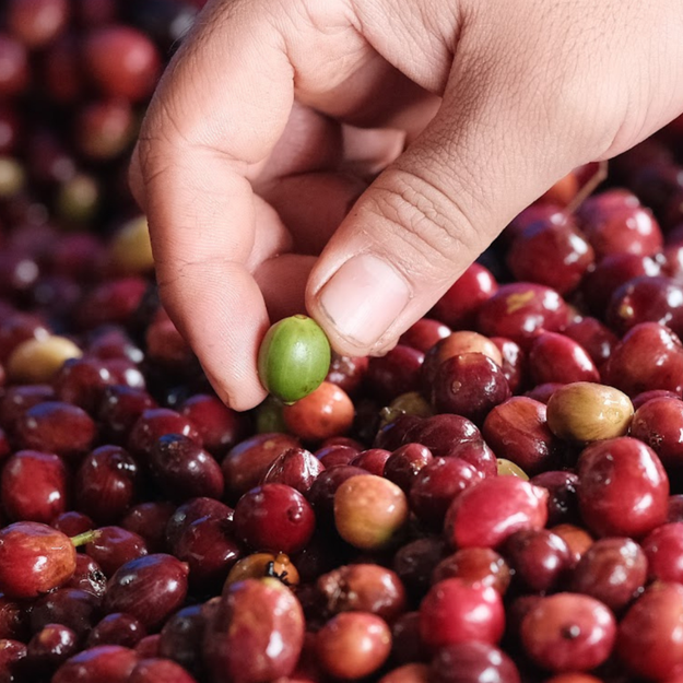 The Science of Caffeine Stability in Robusta